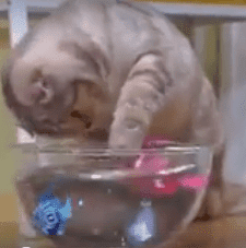 cat fishing in water