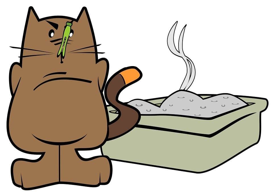 funny cat with smelly litterbox