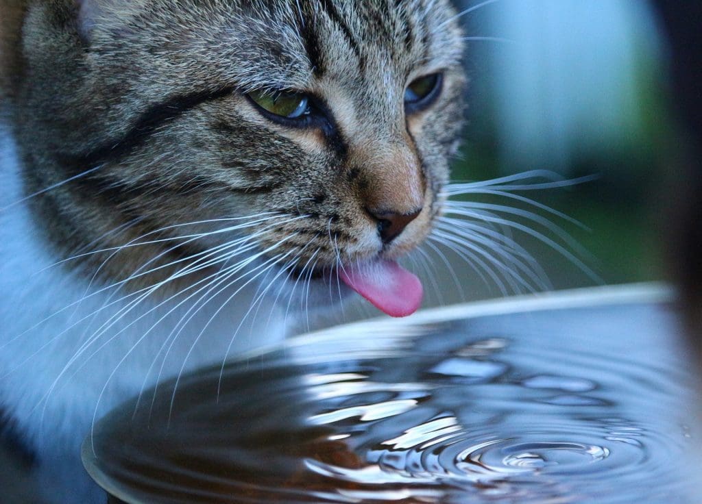 cat drinking water out of a bowl