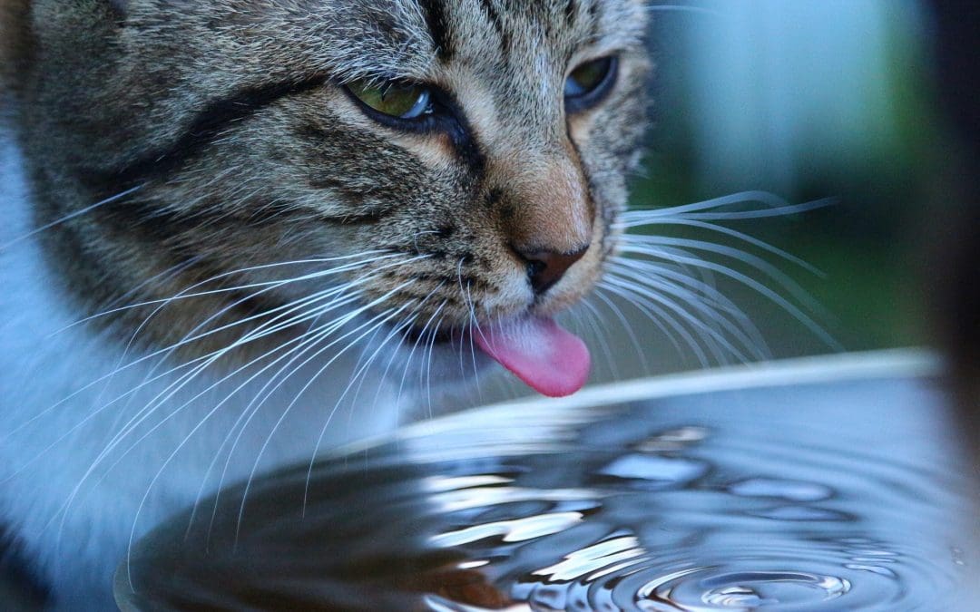 cat drinking water out of a bowl