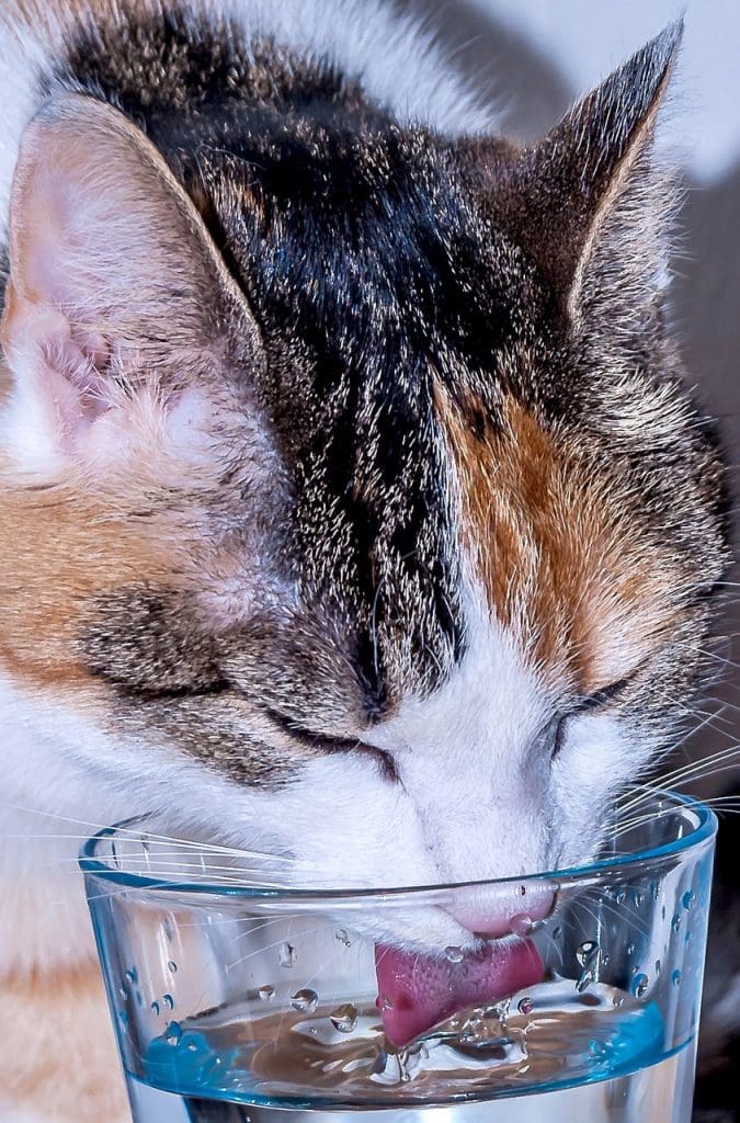 cat drinking out of a glass