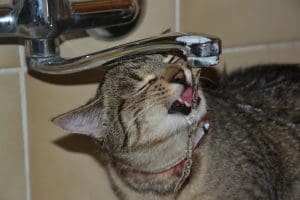 cat drinking water out of tap