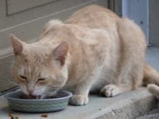 cat on ledge eating