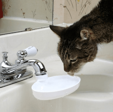 cat drinking in sink