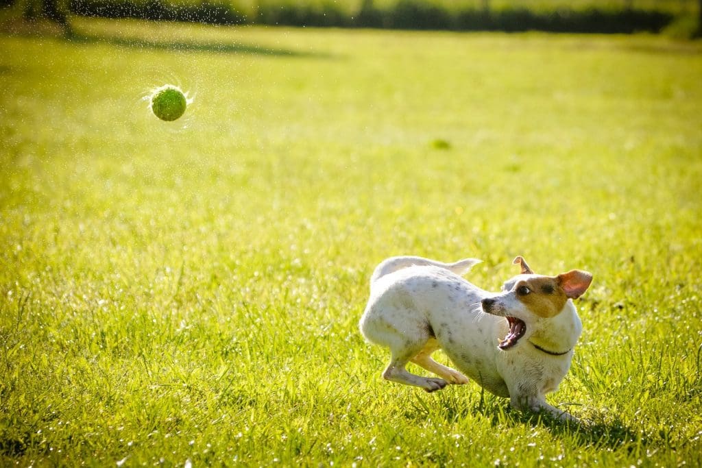 A dog happily playing fetch with a ball.