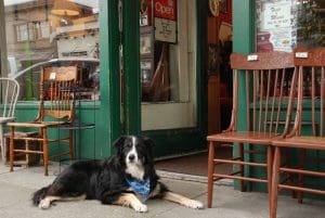 A dog resting peacefully next to the entrance of a bustling café.