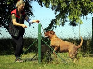 Agility training equipment for dogs improves jumping skills