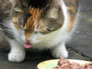 cat eating wet food